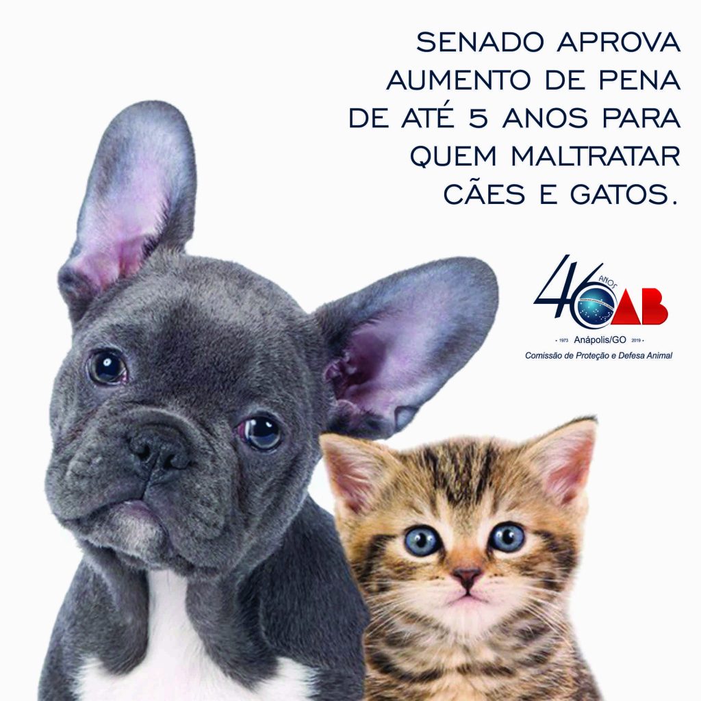 Senado aprova aumento de pena de até 5 anos para quem maltratar cães e gatos
